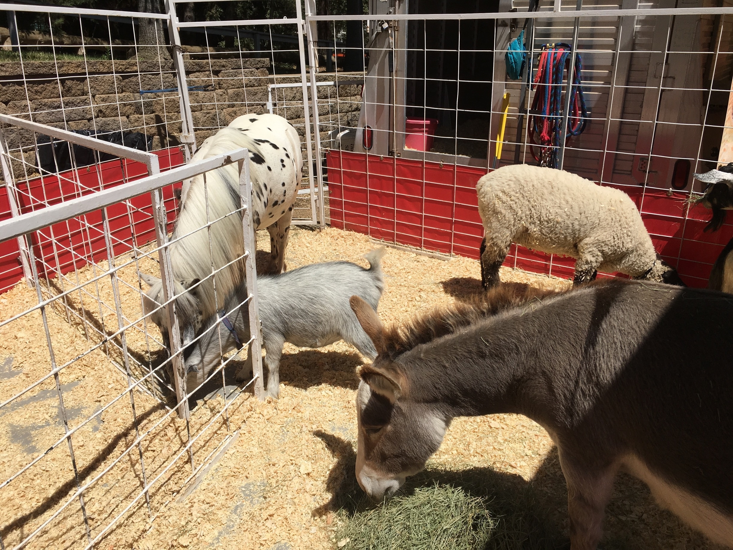 Animals to see and adore at the fair☀️