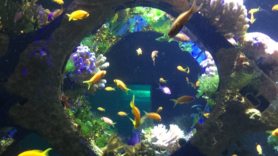 Aquarium Nausicaá