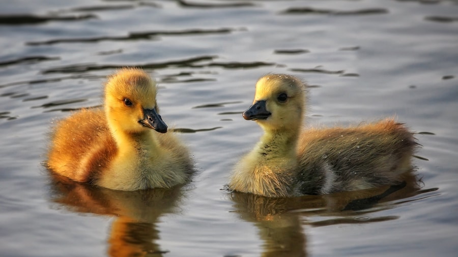 Don't forget to go visit your ponds soon. Baby paddlers are coming!