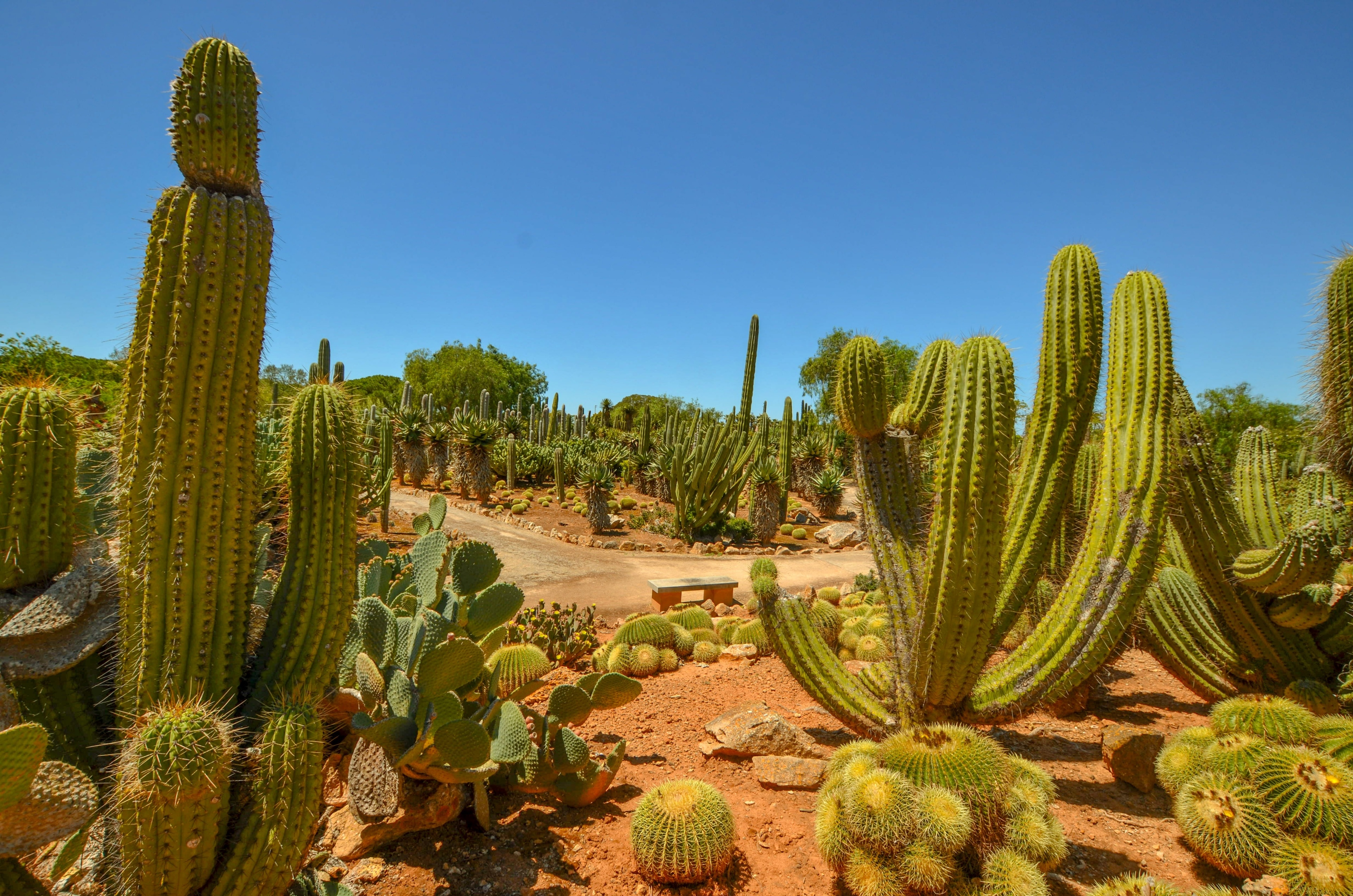 Surreal cactus landscape in Mallorca.