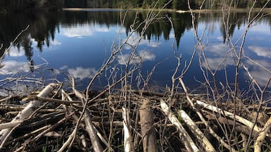 We found this cool beaver pond on a spring hike in the Chequamegon National Forest in northern Wisconsin. #SpringtimeFun