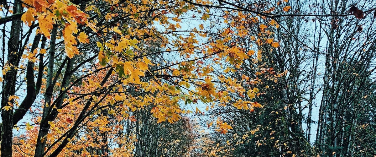 One of my favorite trails for a walk on a fall afternoon.