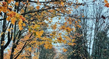 One of my favorite trails for a walk on a fall afternoon. 