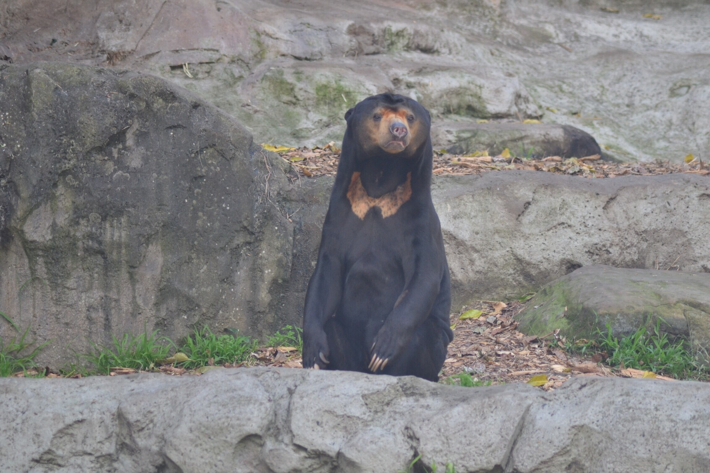 Sun bear  San Diego Zoo Wildlife Explorers