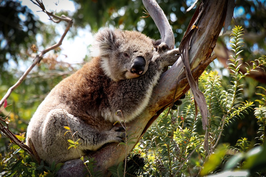 So tragic to hear about the deaths of thousands of Koalas in Australia due to wildfires #wildlife #australia #koalas