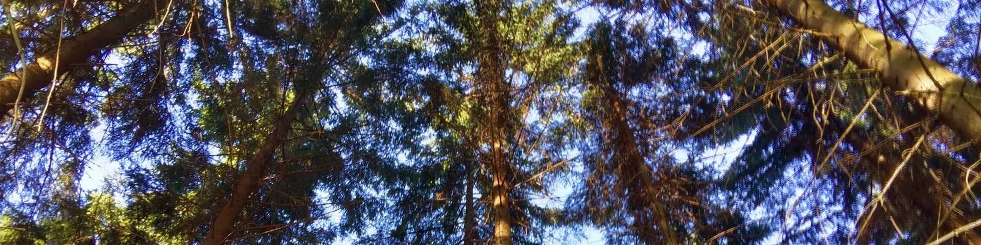 There is beautiful Czech nature all around! The staff at Muhu are very friendly, the rooms are great, and the food is second to none. #iPhone #nature #trees #lookingup #forest