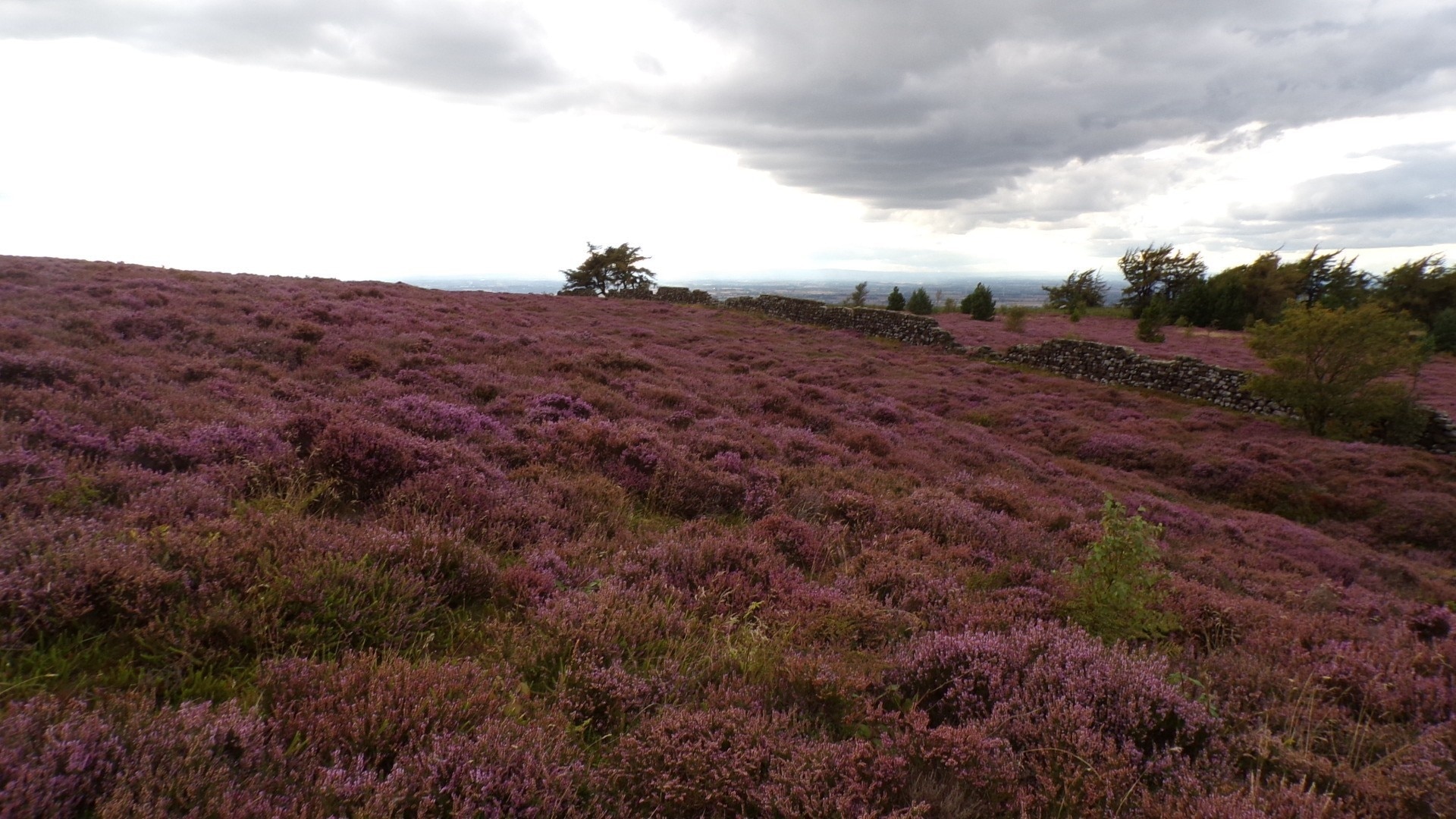 Foto tomada por Tracey  