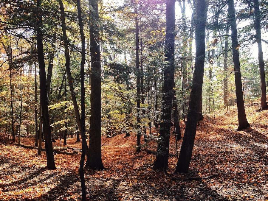 Today I went for a 2 hour hike at Greenwood Conservation Area in Ajax. It was nice to get one more hike out of Ontario before I move.
This park offers a leash free area for dogs, consists of about 5 to 6 trails with the longest one being 2.3 KM.
There is an excellent River that runs through the park and the trails are pretty well marked although it's easy to get off them without realizing it.
There are several areas to park but the main parking is off of Wesney Road.
Parking is free and there is no cost to get into the park.
Super clean, lots of picnic areas, a small playground is located in the park and lots of dogs wow!
You will make a lot of furry friends here lol!