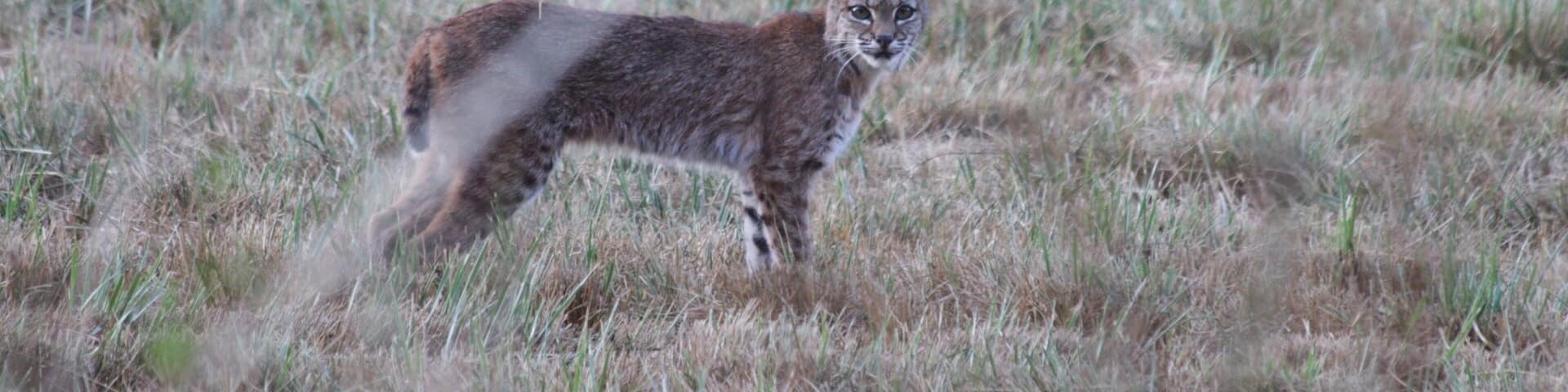 A bobcat spotted in Hillsboro, OR.