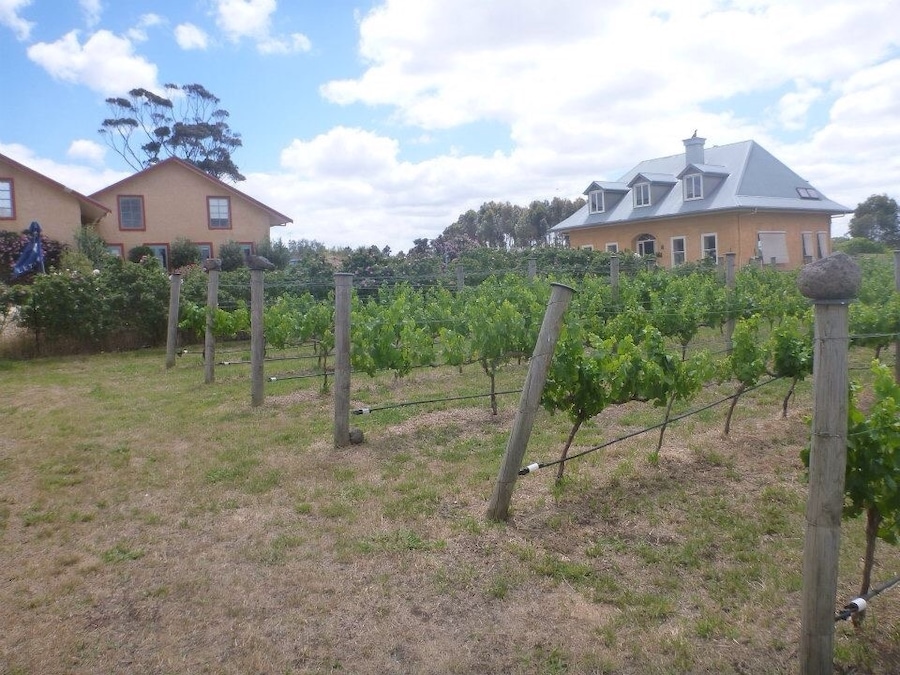 Vines in drought.