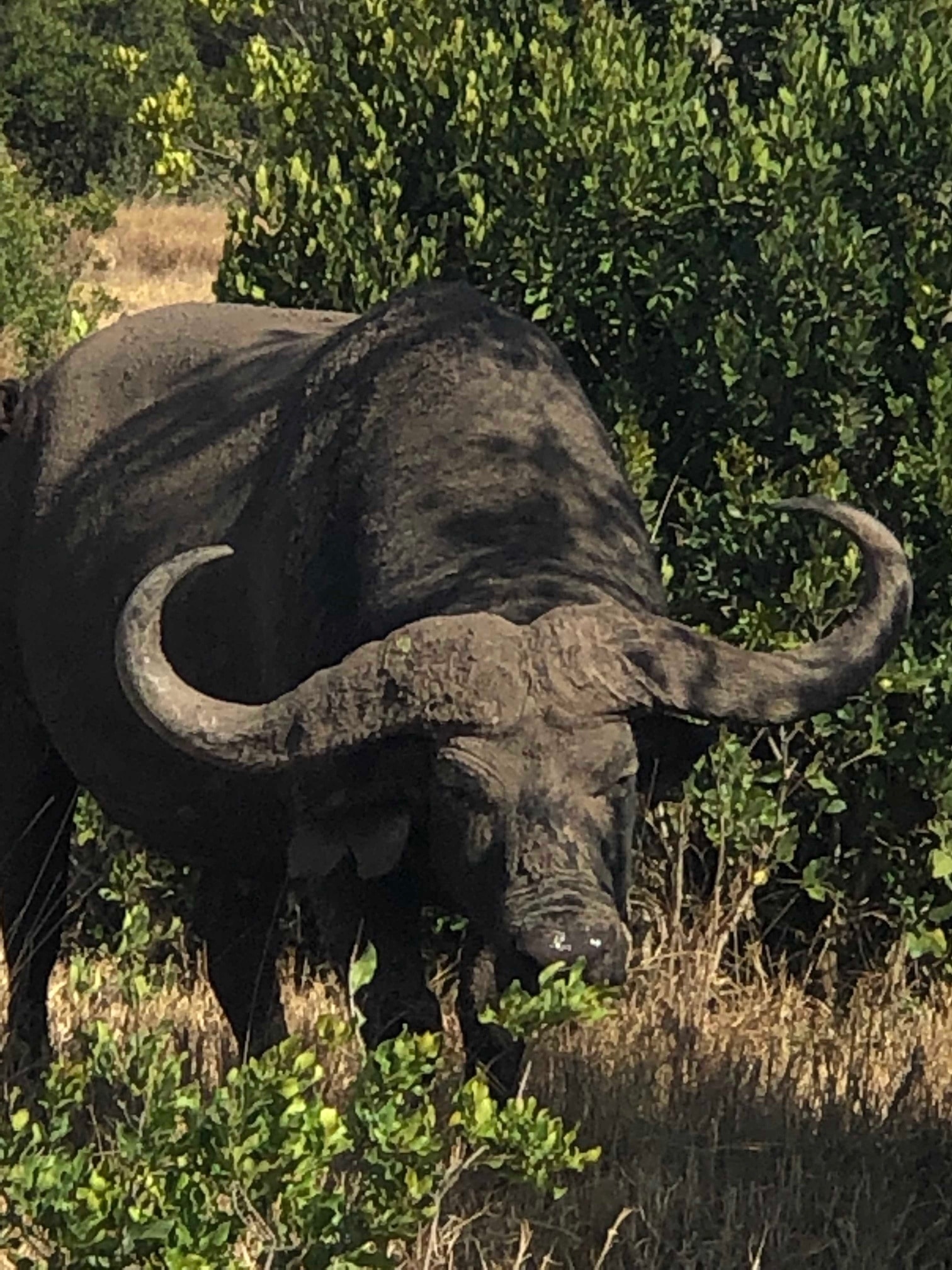 #OnTheRoad
I captured this beautiful male Bull grazing on grass 😂😍