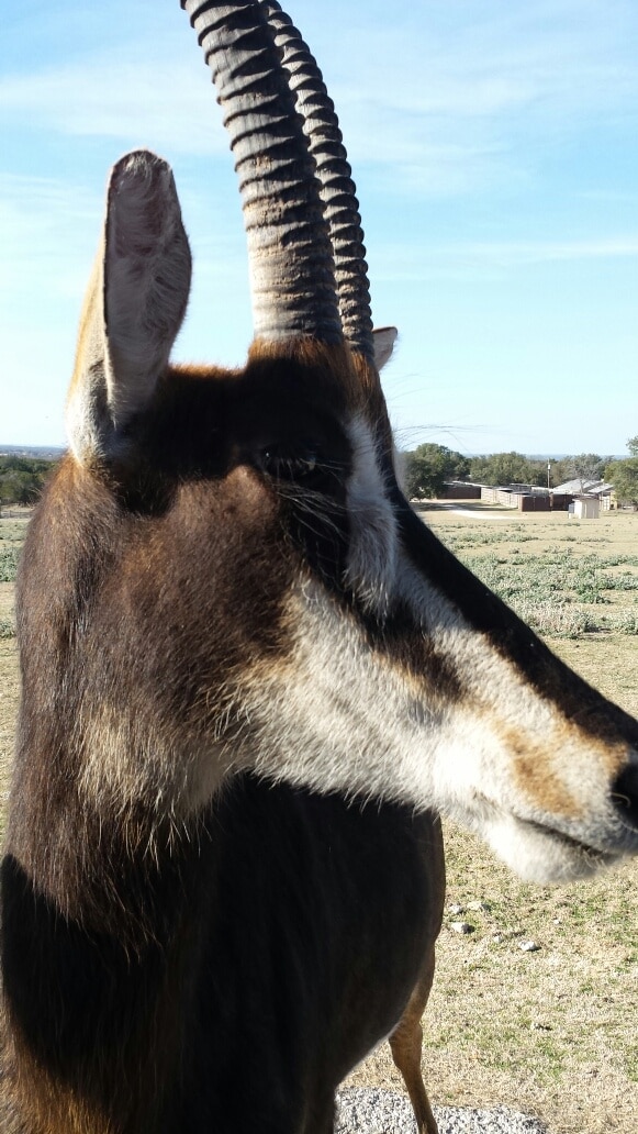 Sable - Fossil Rim Wildlife Center