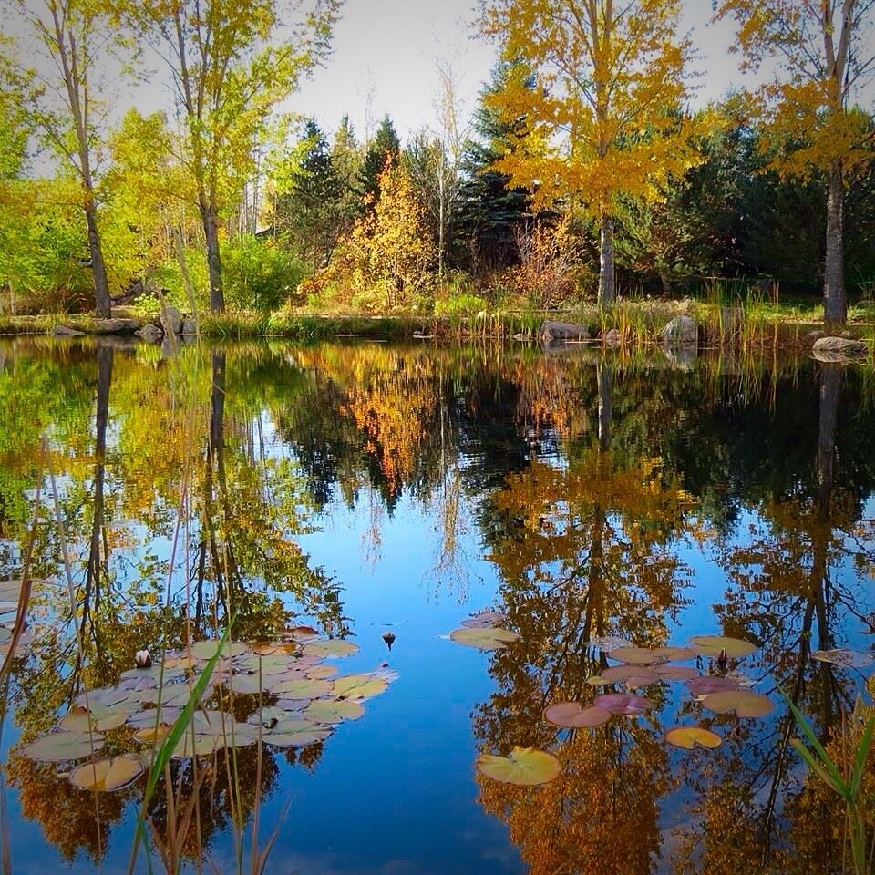 Changing fall colors at botanic gardens #reflections