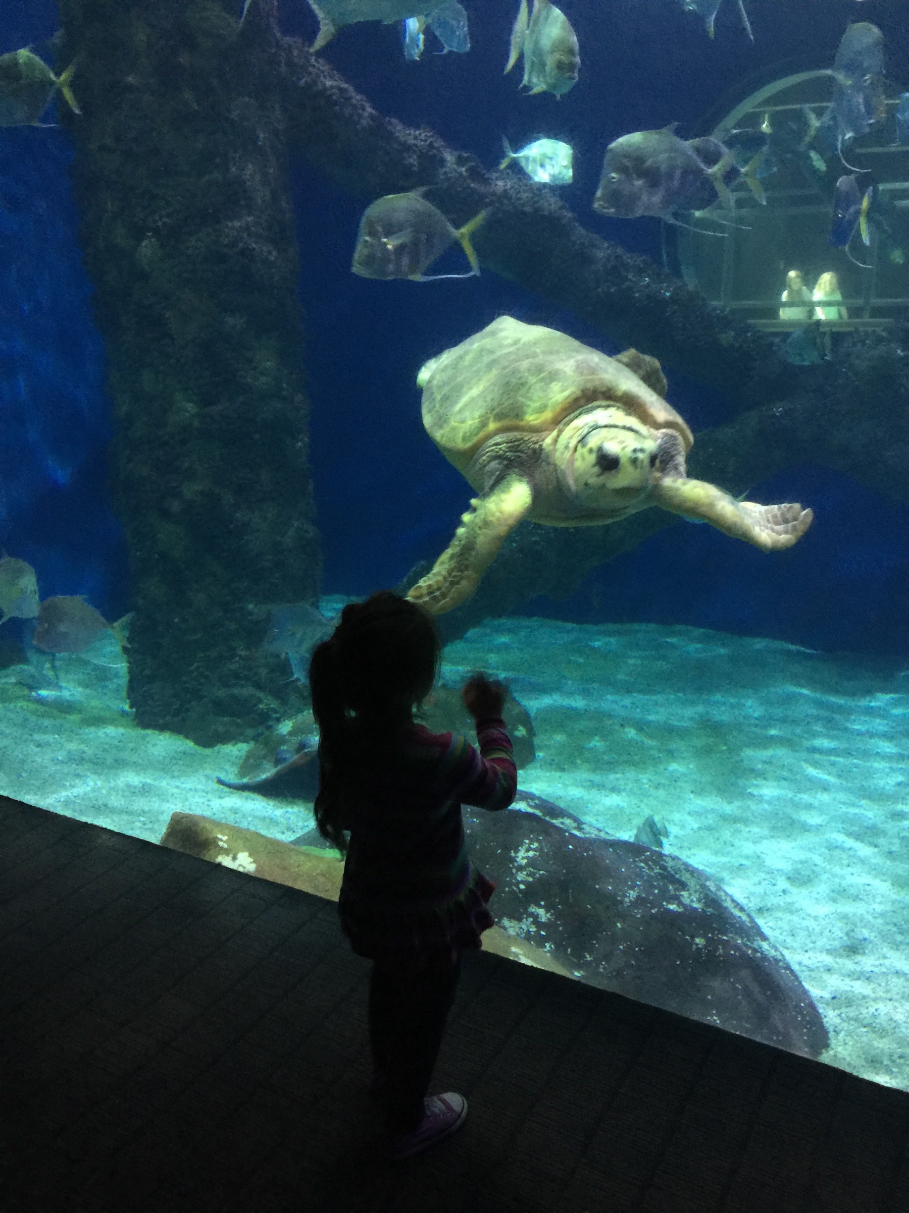 Top Hotels Closest to Virginia Aquarium and Marine Science Center in
