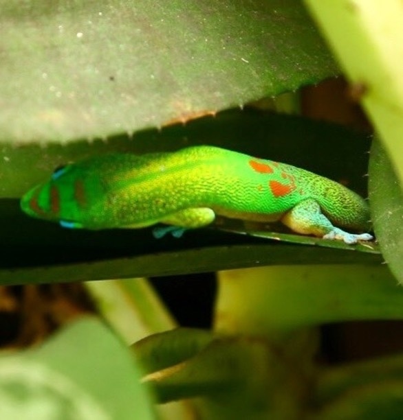 Gecko in hiding