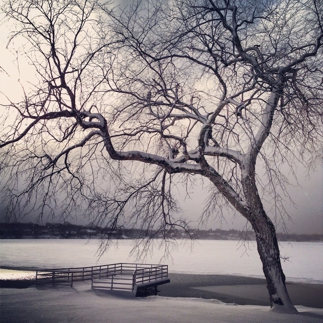 Tree at Lake Johanna after freak April snowstorm. #treetrove www.bradleyhanson.com