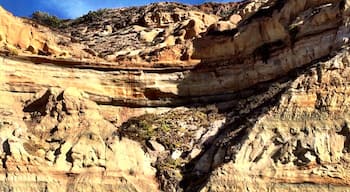 Creeping crevice.  December 2013 

#localgem

#beach 
At Torrey Pines
