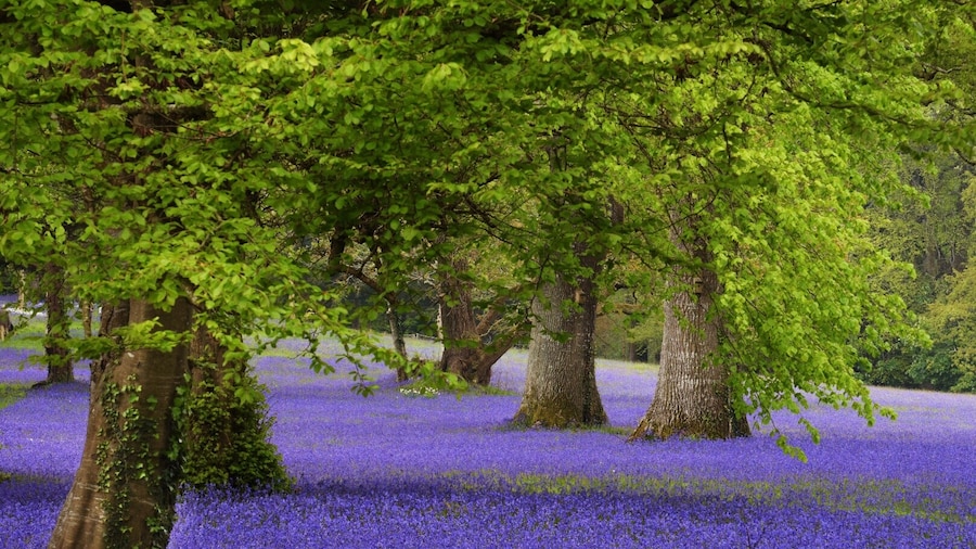 Jardines Enys