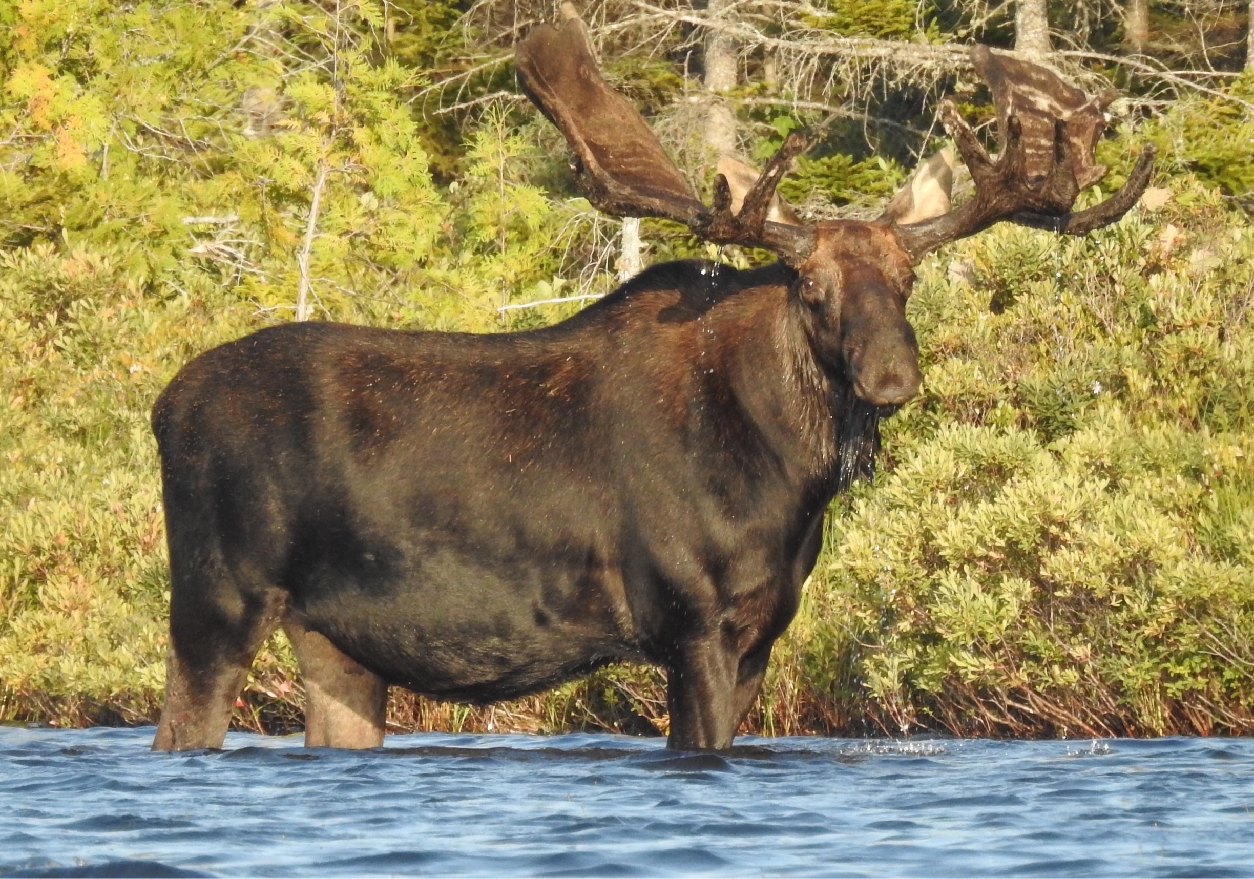 Northeast whitewater outfitters offered a great moose tour. Found this bull while exploring the lake in our canoes. Gorgeous!