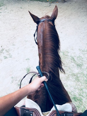Horse back riding!
#LikeALocal