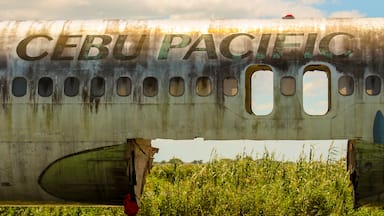 This plane from Cebu Pacific was abandoned on the side of the road at brgy. Paligue, Candaba Pampanga. Some says that a foreigner bought it to be a tourist spot and a restaurant.  Candaba swamp is a haven for the migratory birds from Russia and neighboring countries.