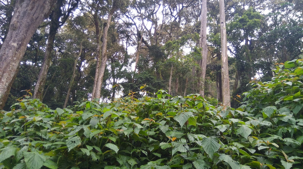Kisoro, Kisoro, Western Region, Uganda