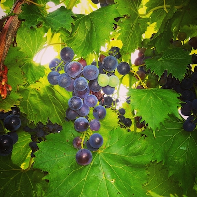 This is a small family owned winery outside of Kansas City MO. Excellent wine and beautiful place. I can spend hours there taking photo's of the vines! Oh and drinking wine! :)