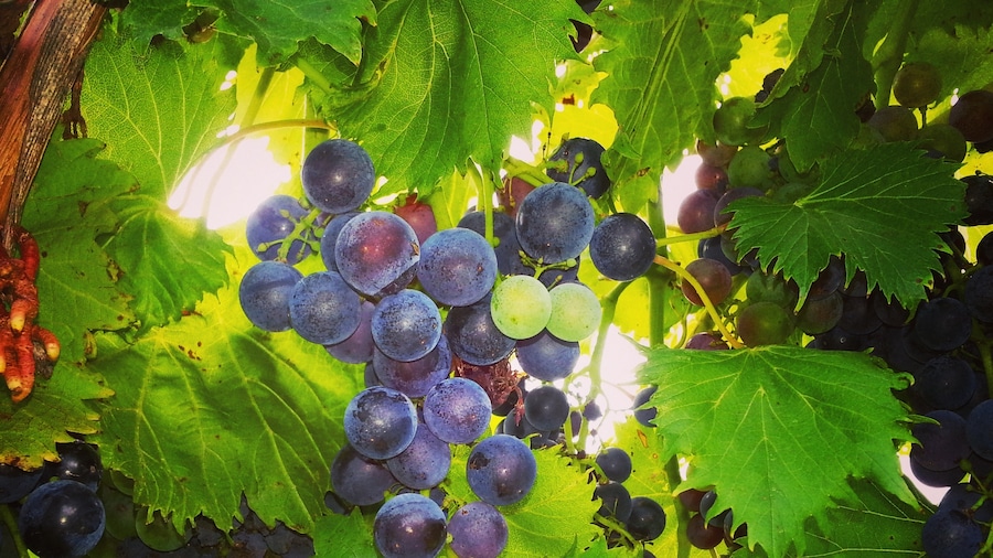 Stonehaus Farms Winery