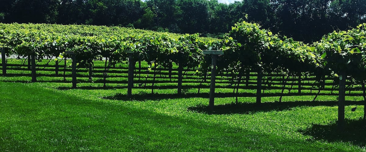 Great wine, exceptional cheese and beautiful people.