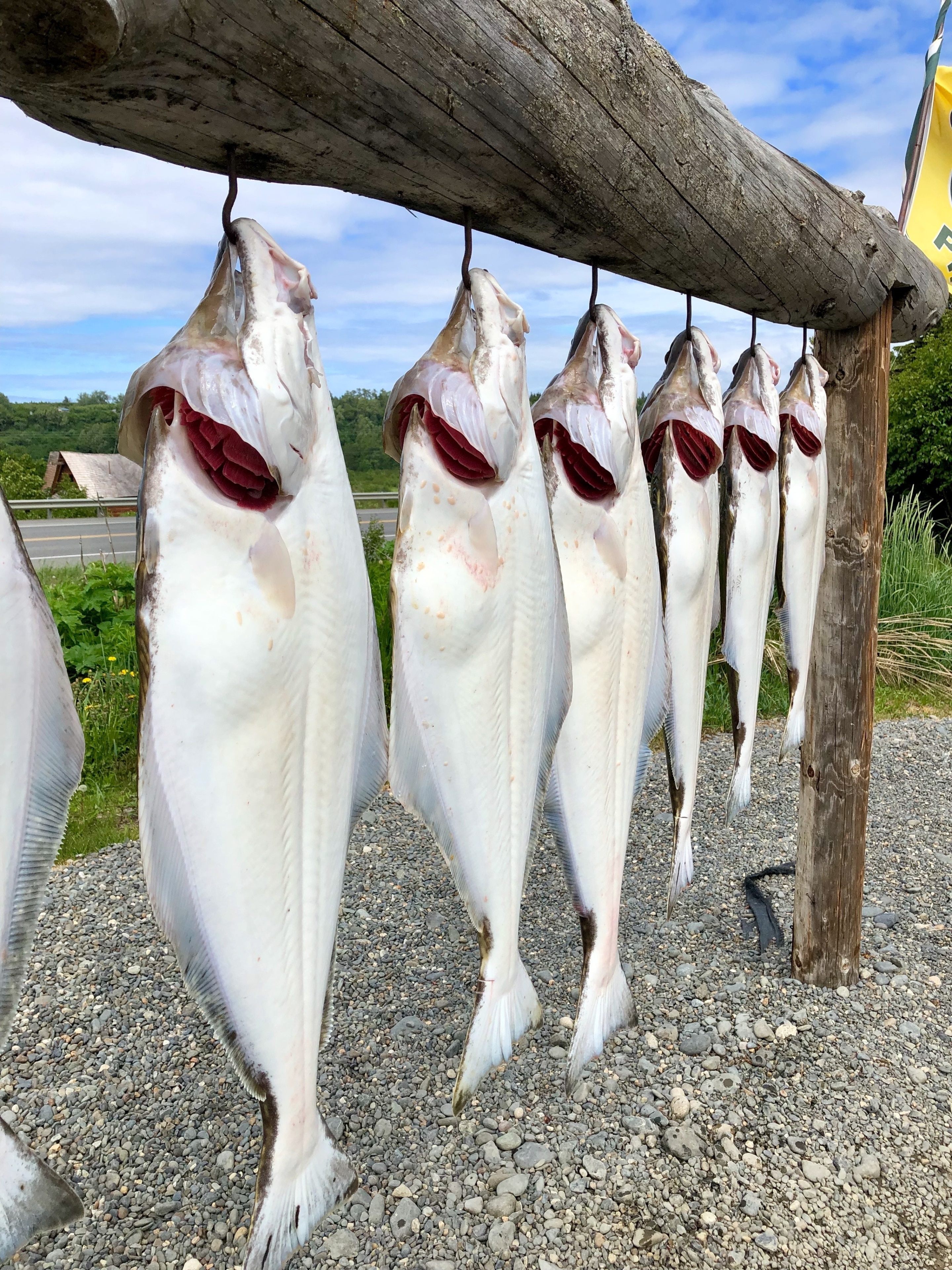 We had an amazing day fishing the Cook Inlet in Alaska. In a very short time, we had all met our catch limit of halibut. If you are visiting the Kenai peninsula, you should give the fishing a try. 

Don’t these fish have some beautiful red gills?