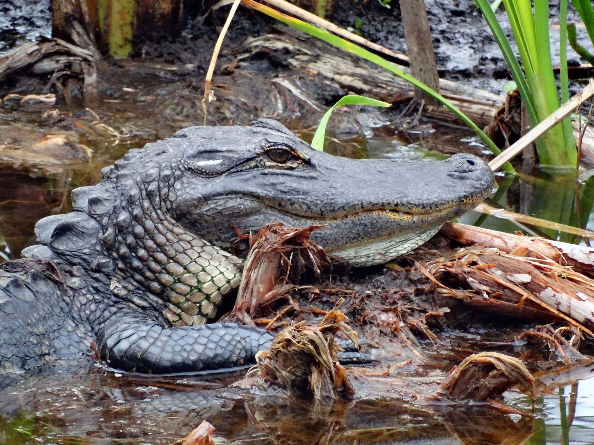 Micanopy, FL, US Vacation Rentals house rentals & more Vrbo