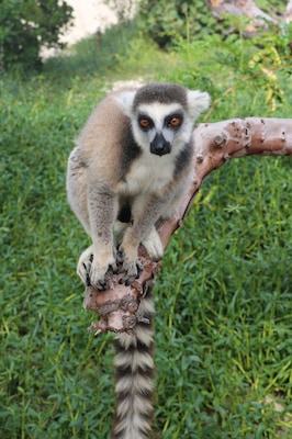 #LifeAtExpediaGroup
Don't pick up the lemurs like cats, they hate it.
