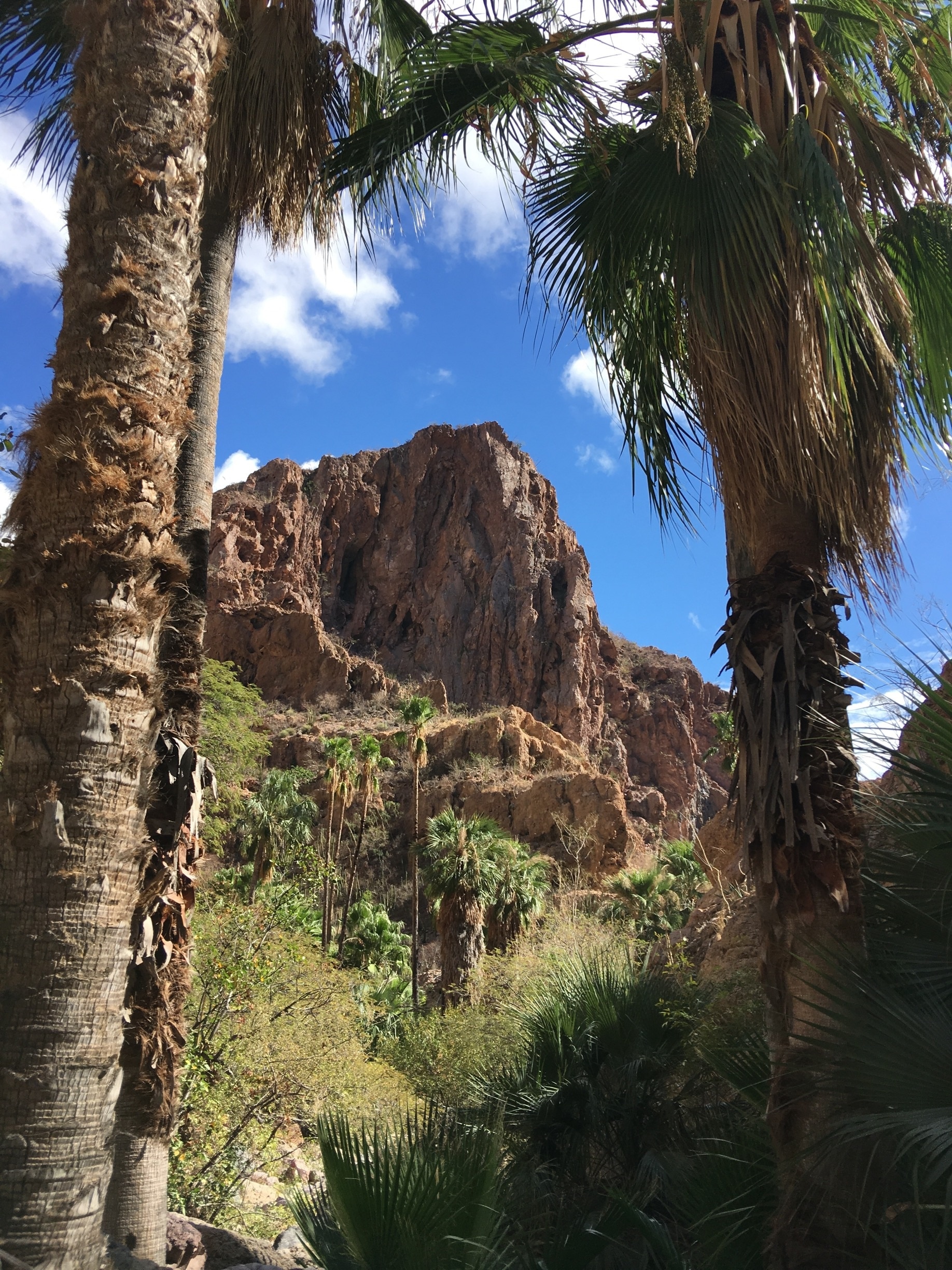 Nacapule Canyon near San Carlos, Sonora, Mexico. 

Hiked today to the top pool. Interesting to see palms growing in the canyon. 

#Mexico #hiking 

(Feb 2018)