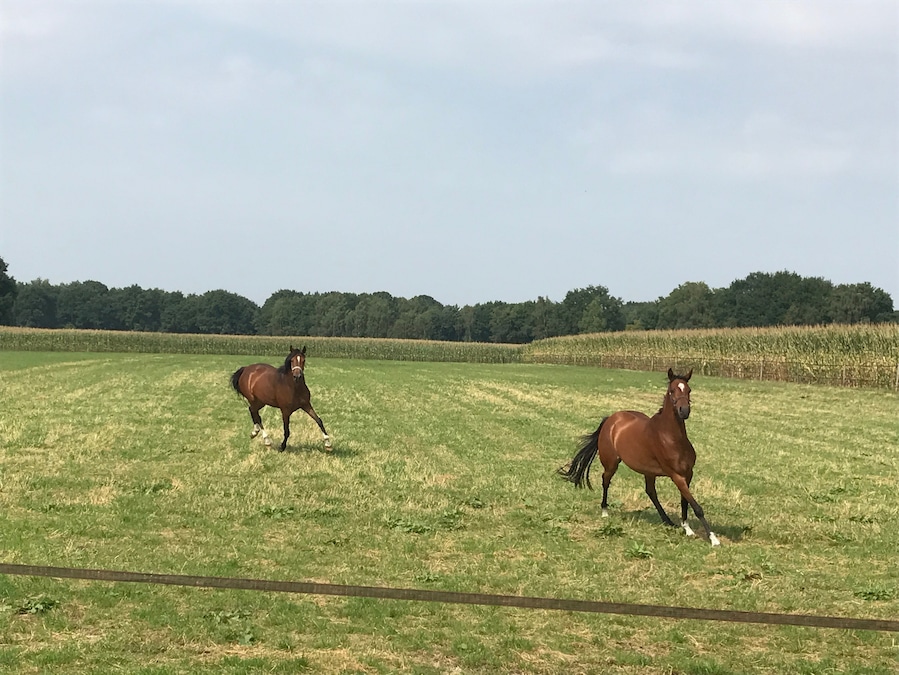 Horses 🐴 Staatsbossen, Sint Anthonis - the Netherlands 🇳🇱