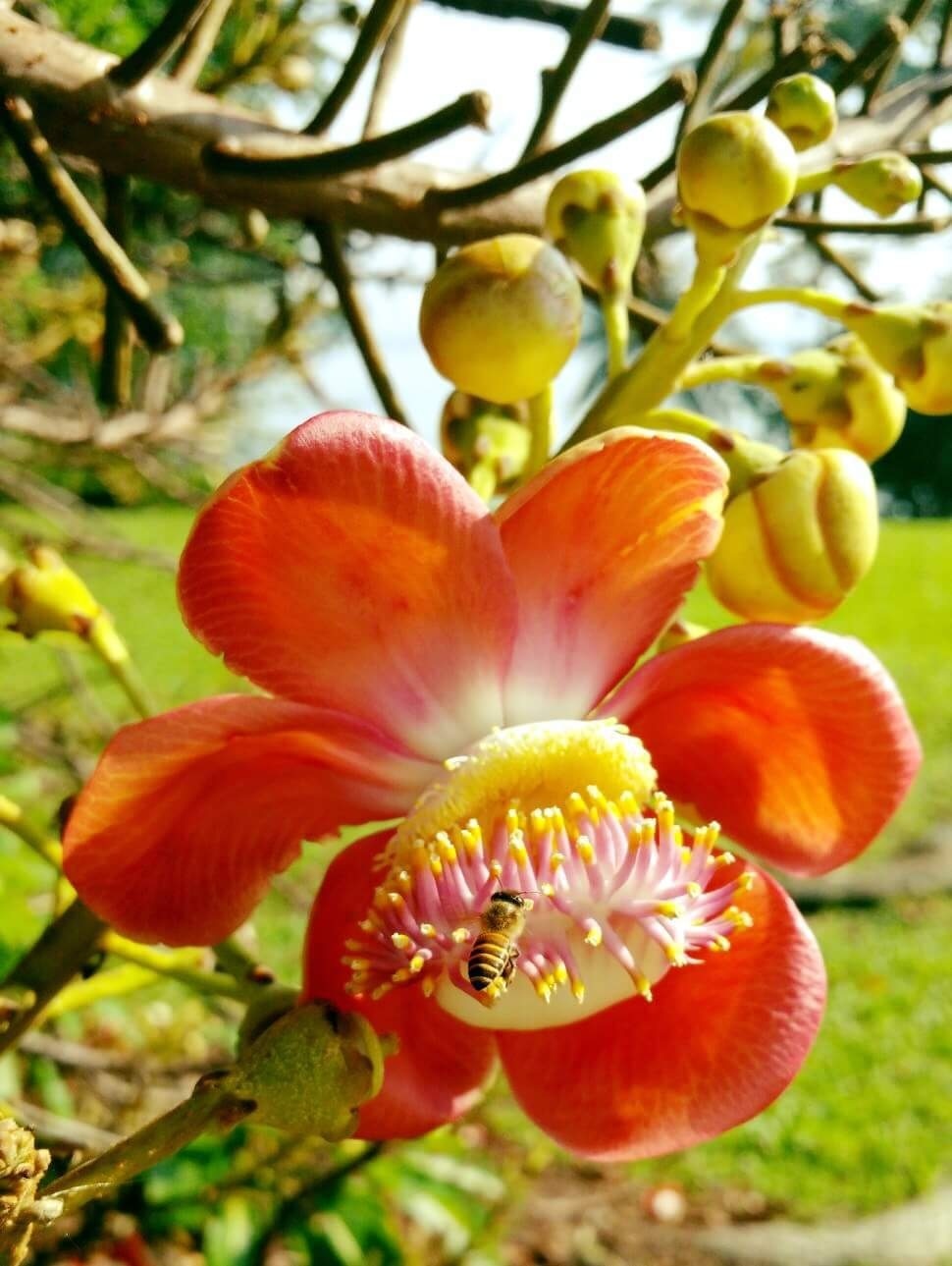 Near the beautiful Beaulieu House that was built in 1910s, are Cannonball Trees! #LoveMyTown

Its distinctive flowers burst forth among fruits that are round and woody, resembling cannonballs! 

