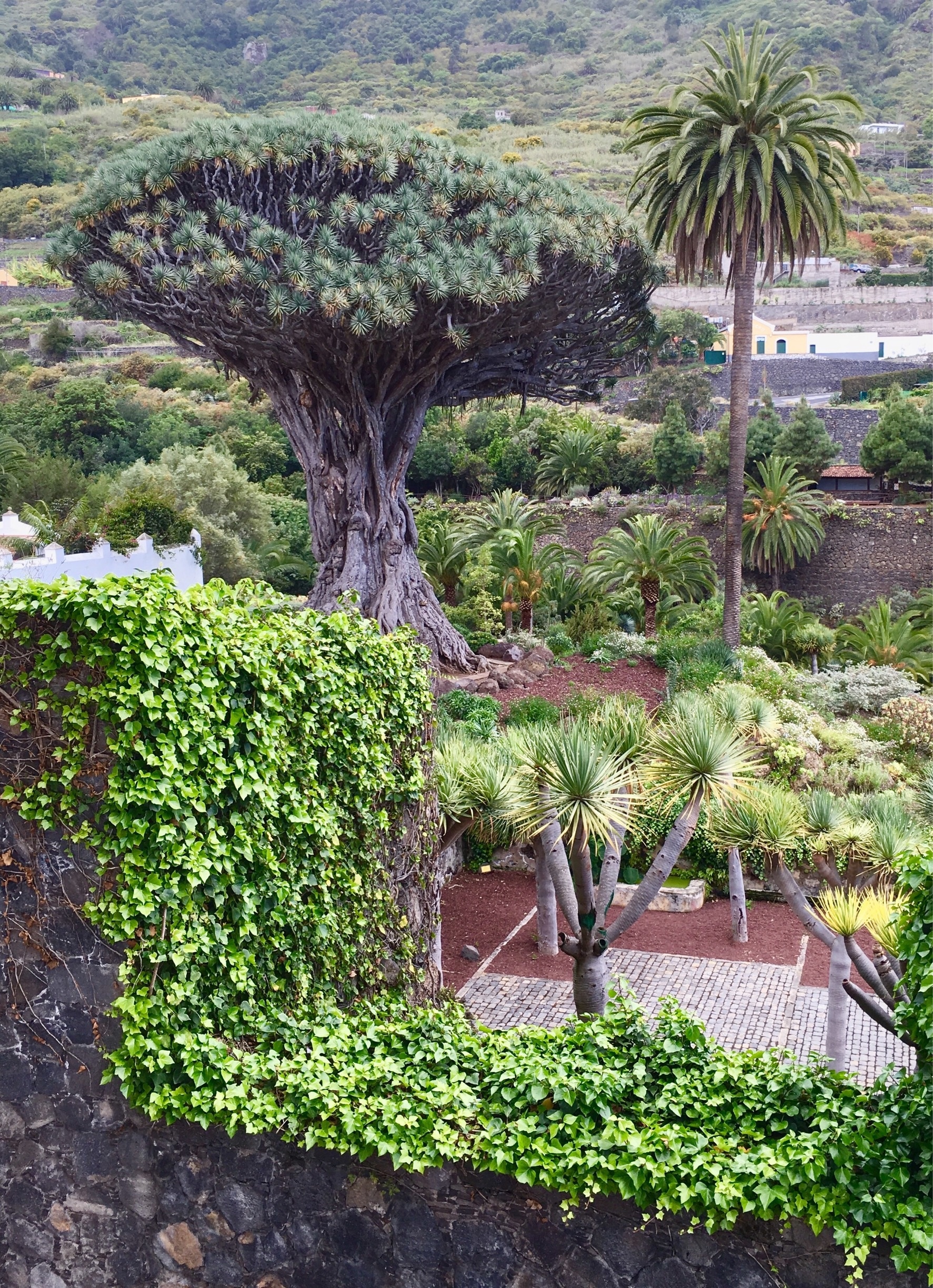 400 years old dragon tree, Tenerife
#green
