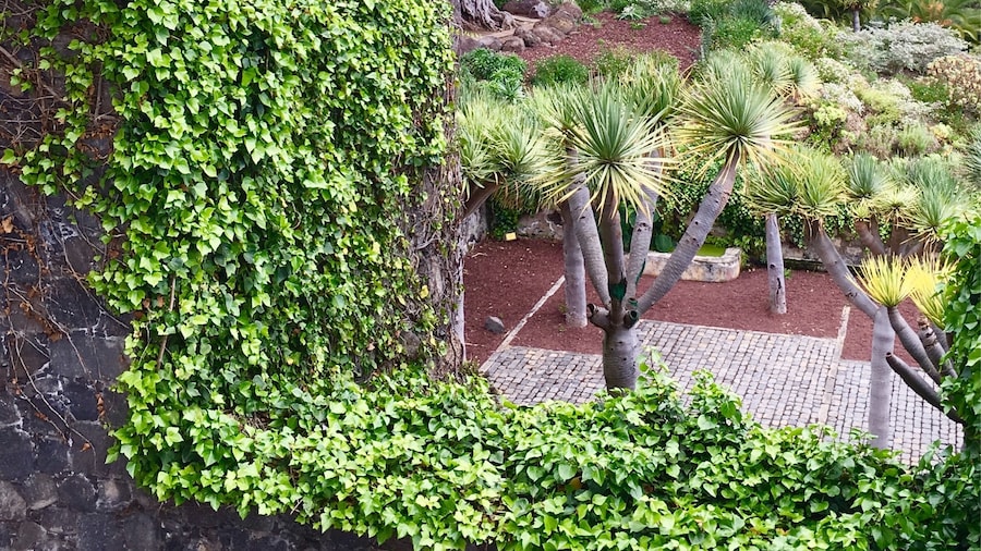 Parque del Drago