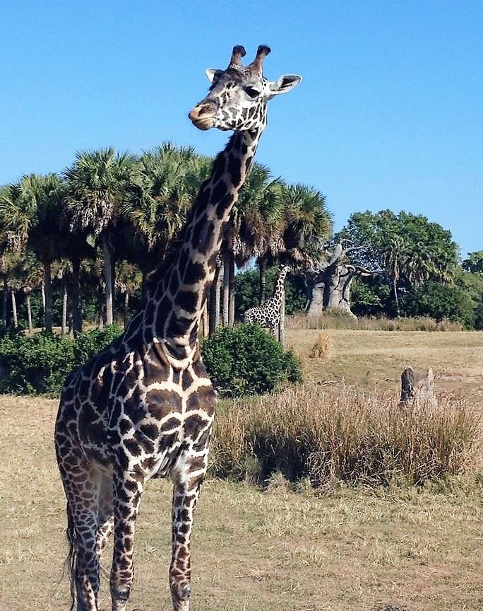 ウォルトディズニーワールド エリア オーランド エクスペディア