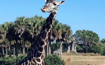 Visit Disney's Animal Kingdom® Theme Park in Orlando Expedia