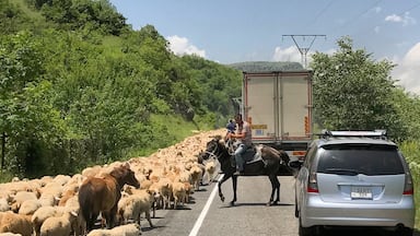 An Armenian traffic jam!   Large flocks of sheep, and other animals including dogs, horses, goats, and cows on the highway are a common occurrence and will add some additional excitement a road trip in this region.  #lifeatexpedia #roadtrip #armenia