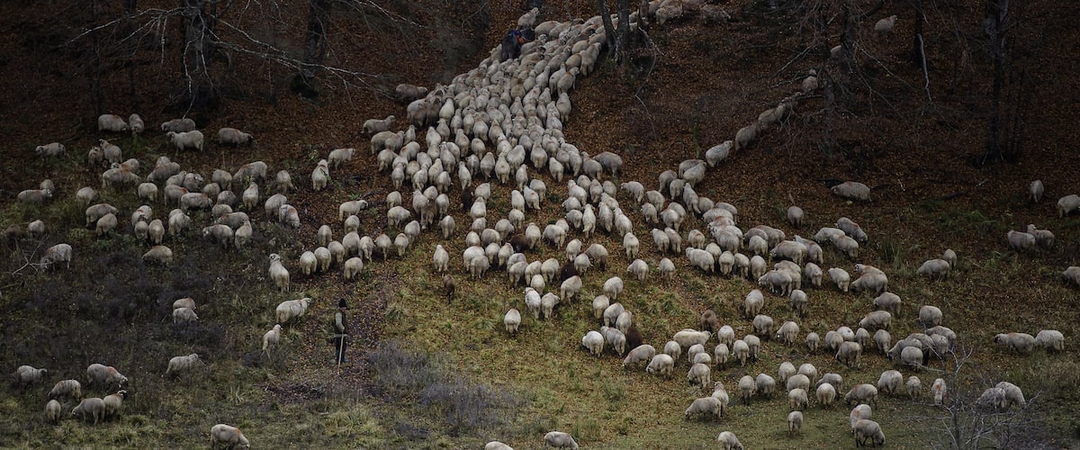 Winter training. The sheep return to lower areas for winter.