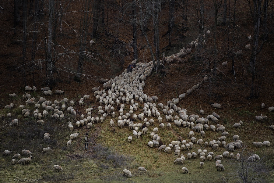 Winter training. The sheep return to lower areas for winter.
