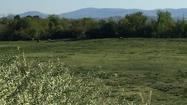Hatfield Knob elk viewing area. 