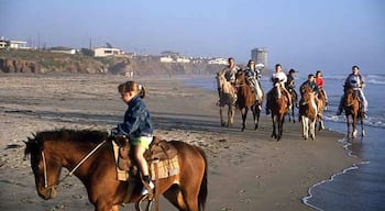 Horseback riding while drinking beer and trying to get the horse to go into the ocean results in almost breaking your ass when it throws you off! Not recommended!