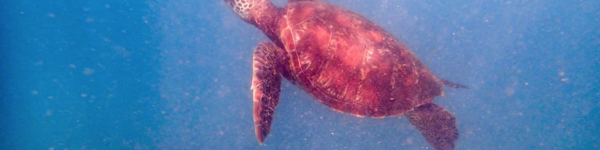 Swimming with sea turtles was one of the many amazing moments of my Galapagos adventure. Like most of the other animals, they went about their business without seeming to even notice the people around.