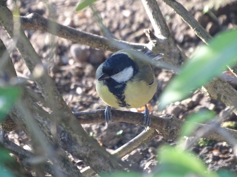 They have so much fun in our garden this year.