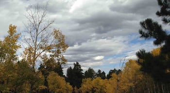 A marvelous autumn drive near Conifer, CO. So much color; a magical place.