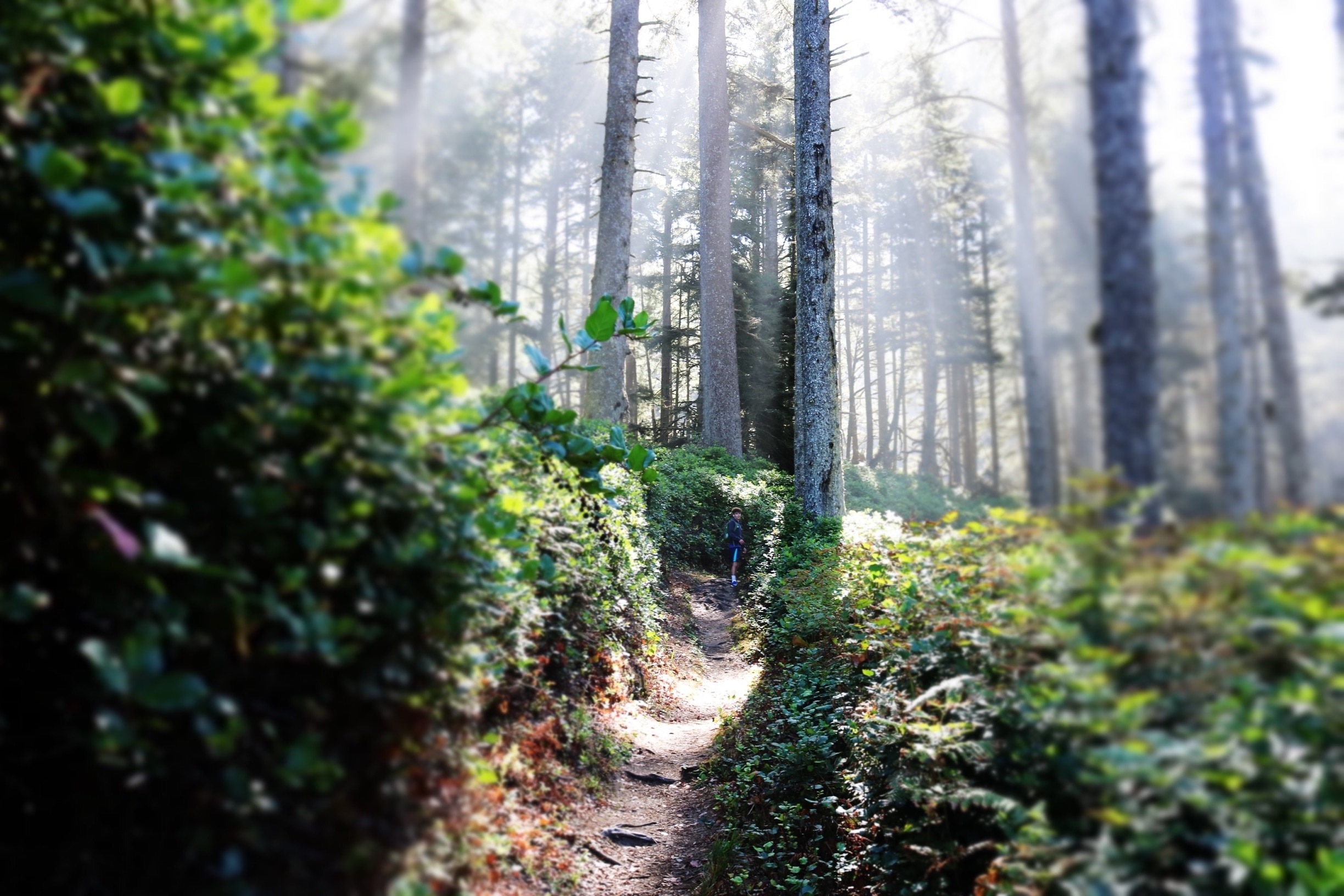 Magical hiking trails that lead to the ocean or Heceta head lighthouse.