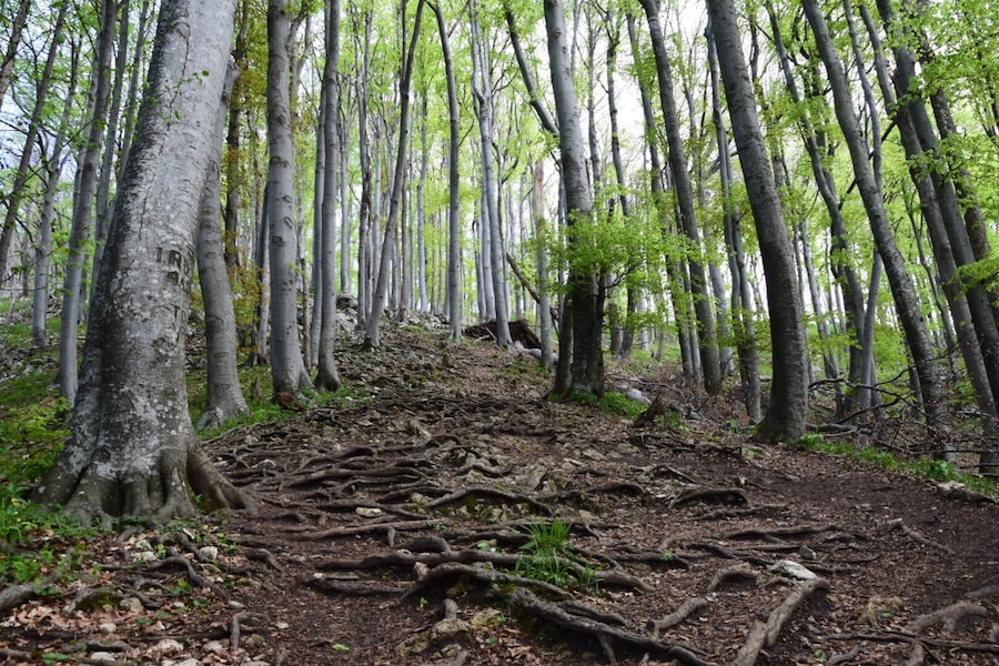 Boč is a mountain near my hometown. Beautiful scenery, amazing views at the top. The path to the top is good and there is no way you can get lost 😉