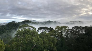 Watching the skies clear and the mist settle in Uluulu National Park, Temburong 